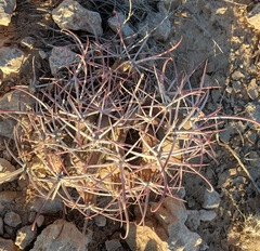 Ferocactus emoryi