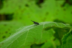 Rhodobaenus