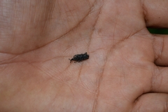 Rhodobaenus