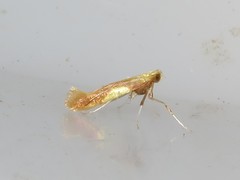 Caloptilia packardella