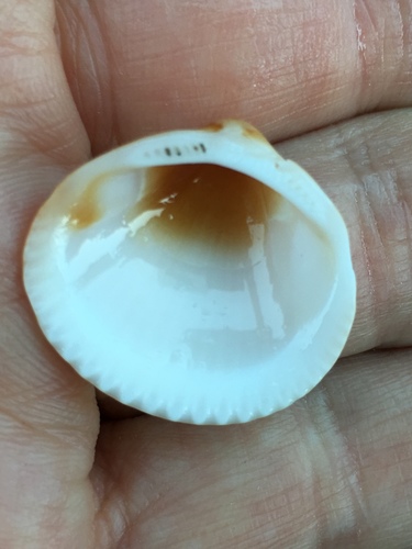 Spectral Bittersweet Clam