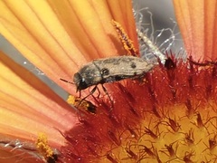 Acmaeodera immaculata