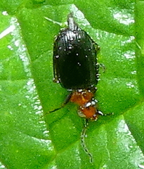 Pentagonica