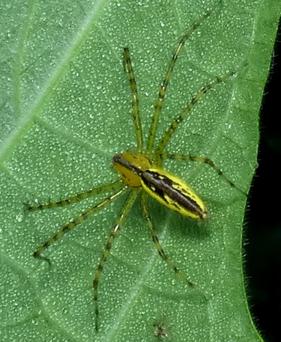 Peucetia rubrolineata