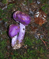 Cortinarius minorisporus