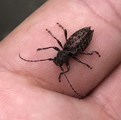 Plectrura spinicauda