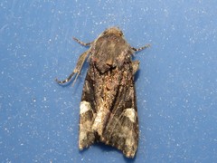 Euplexia benesimilis