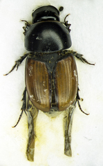 Colobopterus erraticus