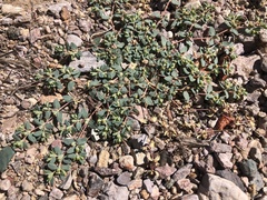 Euphorbia ocellata