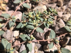 Euphorbia ocellata
