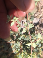 Euphorbia ocellata