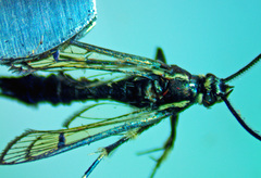 Synanthedon pictipes