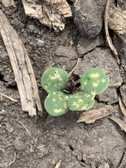 Phyllotreta cruciferae