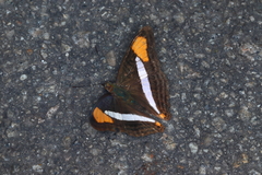 Adelpha falcipennis
