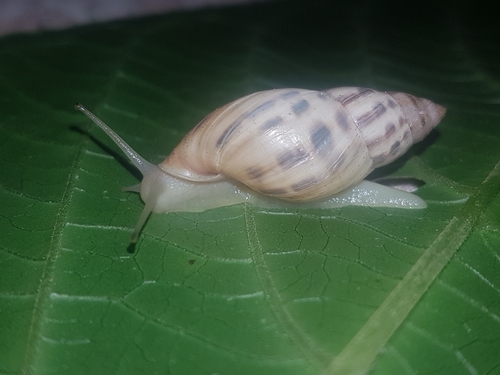 Banded Cone