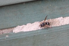 Ancistrocerus waldenii