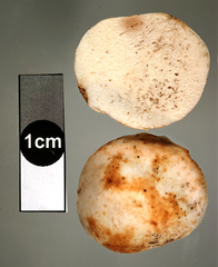 Russula parvisaxoides