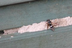 Ancistrocerus waldenii