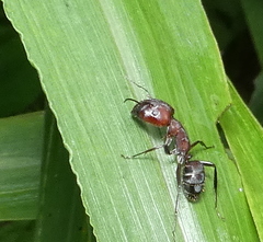 Camponotus leydigi