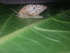 Drymaeus serperastrum