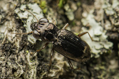 Notiophilus aeneus