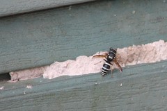 Ancistrocerus waldenii