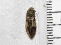 Stropenron hieroglyphica