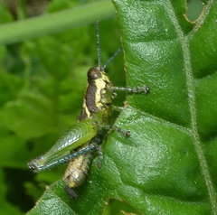 Roppacris longicerca