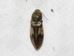 Stropenron hieroglyphica