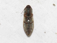 Stropenron hieroglyphica