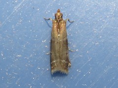 Moodna pallidostrinella