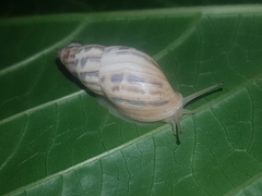 Drymaeus serperastrum