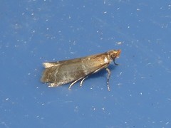 Moodna pallidostrinella