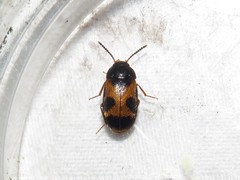 Mycetophagus punctatus