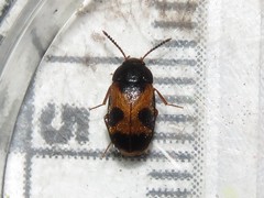 Mycetophagus punctatus