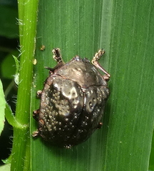 Polychalca aerea