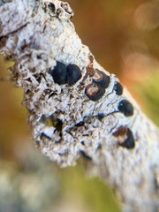 Mycoblastus sanguinarioides