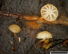 Gloiocephala xanthocephala