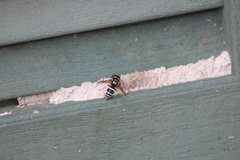 Ancistrocerus waldenii