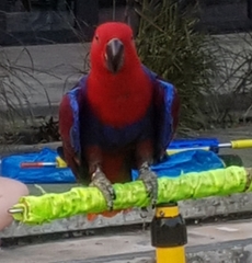 Eclectus