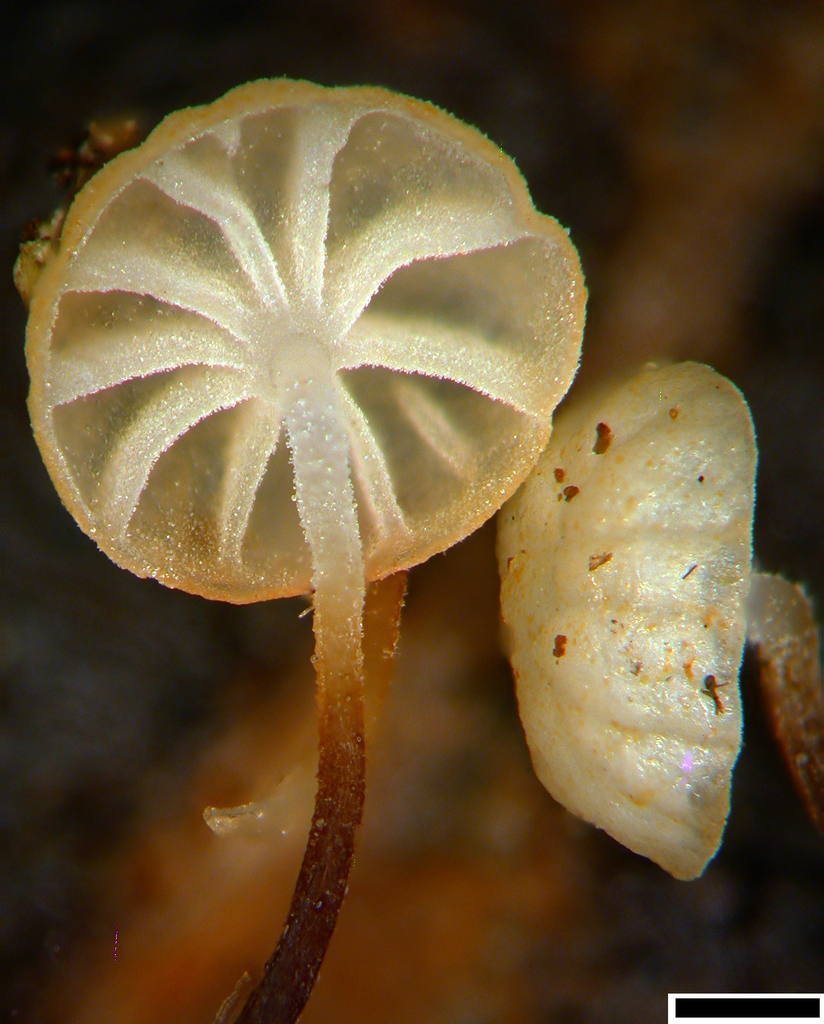 Gloiocephala xanthocephala