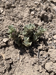 Penstemon thompsoniae
