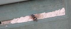 Ancistrocerus waldenii