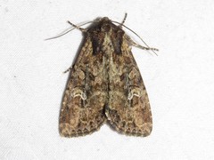 Mesapamea fractilinea