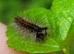 Lymantria dispar dispar