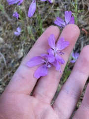 Clarkia biloba