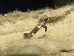 Caloptilia umbratella