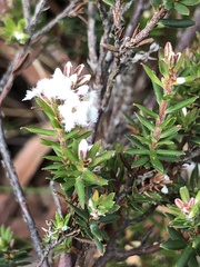 Leucopogon collinus