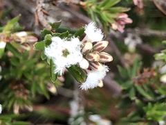 Leucopogon collinus