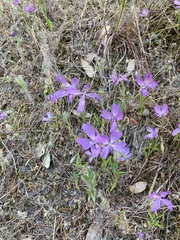 Clarkia biloba